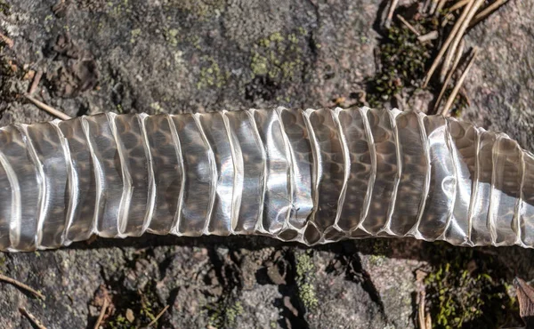Old discarded snake skin — Stock Photo, Image