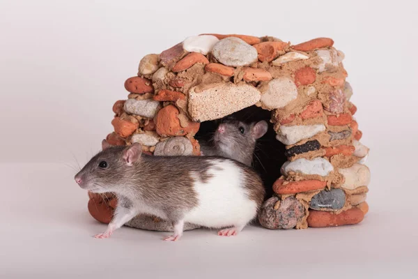 Two domestic rats — Stock Photo, Image