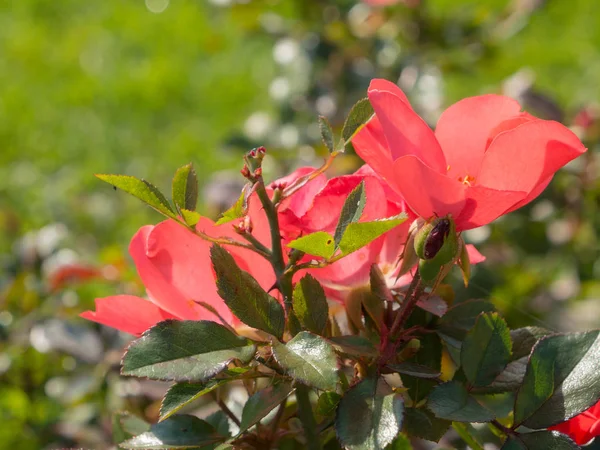 Cespuglio di rose selvatiche in una giornata di sole — Foto Stock