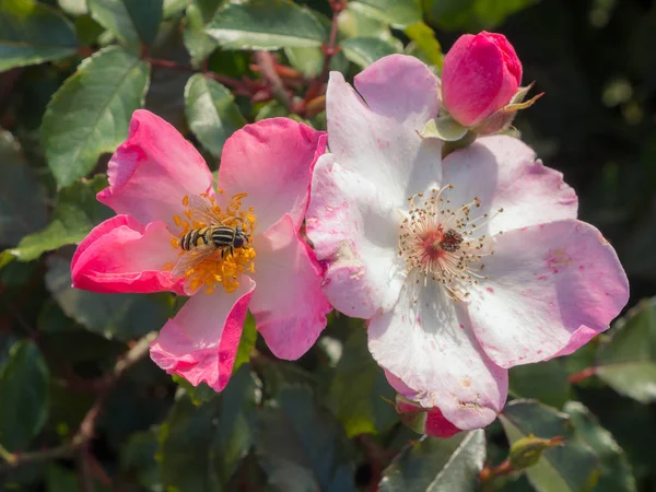 Hoverfly на цветочке — стоковое фото