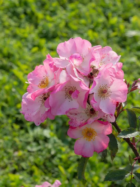 Flowering wild rose bush — Stock Photo, Image