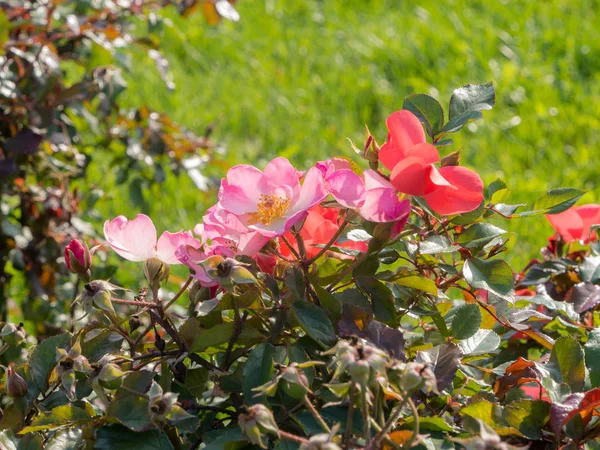 Wild rose bush — Stock Photo, Image