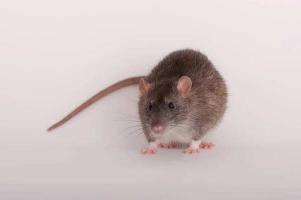 Rat domestique brun gros plan — Photo