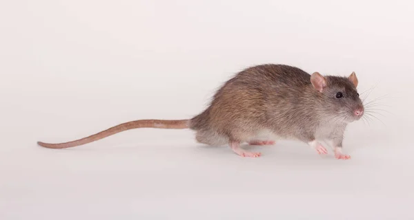Portret van een bruin binnenlandse rat — Stockfoto