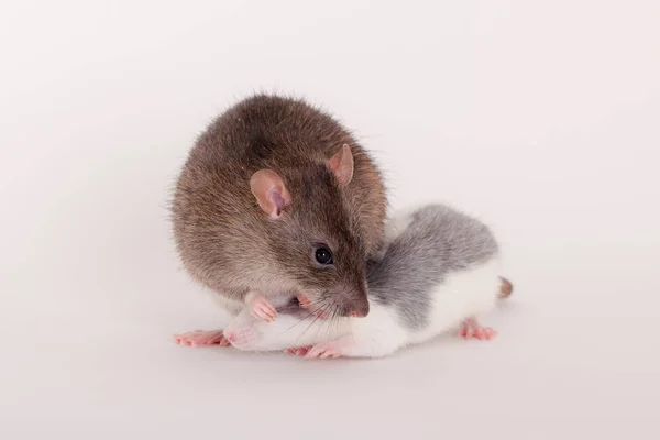 Two domestic rats — Stock Photo, Image