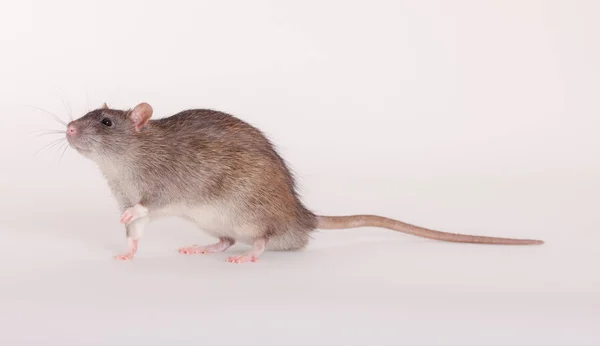 Długi ogon szczur — Zdjęcie stockowe
