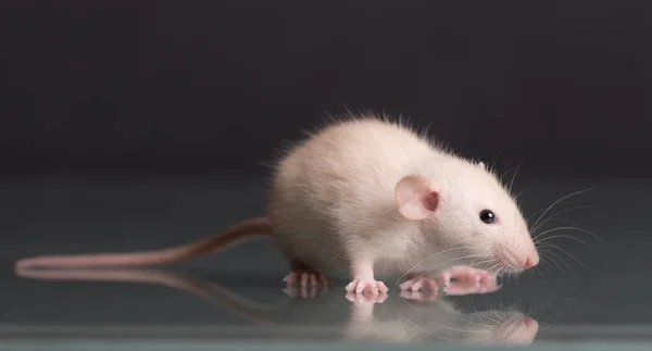 Bébé rat sur verre — Photo