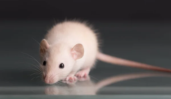 Baby rat on glass closeup — Stock Photo, Image