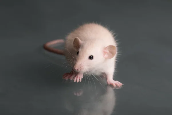 Rato bebé doméstico — Fotografia de Stock