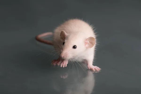 Ratto domestico — Foto Stock