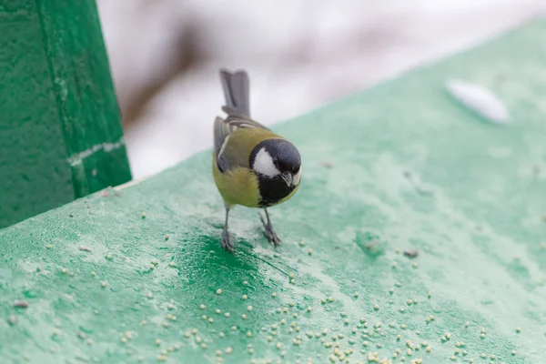 Meise frisst Samen im Winter — Stockfoto