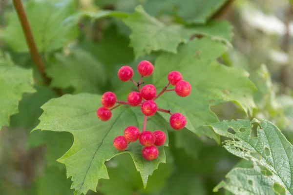 Viburnum com bagas fechar — Fotografia de Stock