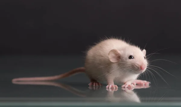 Retrato de um rato bebé — Fotografia de Stock