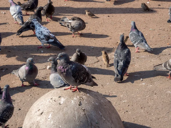 Flock av urbana fåglar — Stockfoto