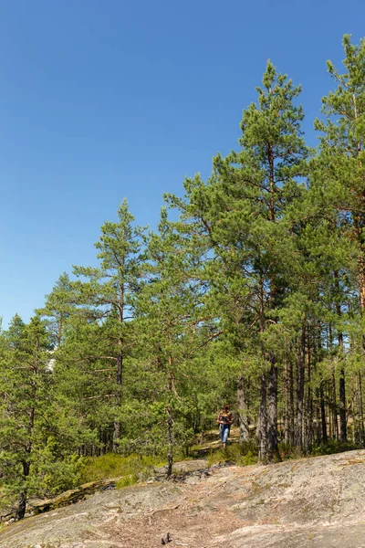 Skog en solig sommardag — Stockfoto