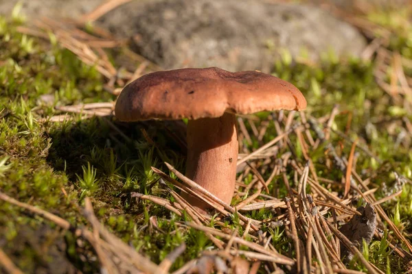 Lactarius rufus cogumelo de perto — Fotografia de Stock