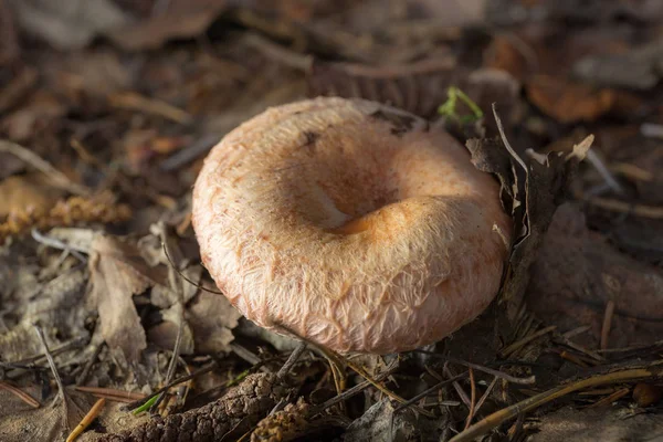 Lactarius torminosus mushroom close up — ストック写真