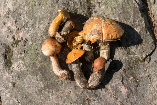 Collected edible mushrooms — ストック写真