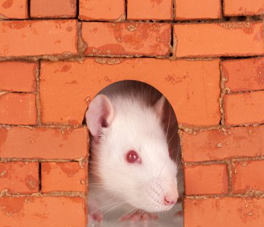 white domestic rat closeup clipart