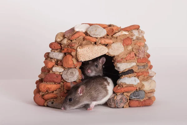 Ratas en una casa de piedra —  Fotos de Stock