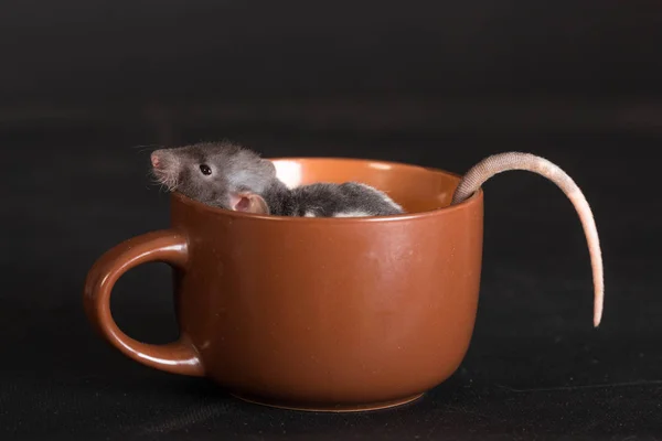 Mały szczur siedzi w filiżance — Zdjęcie stockowe