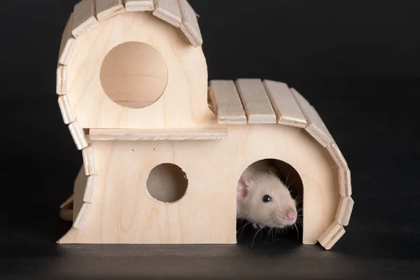 Domestic baby rat in wooden house — Stock Photo, Image