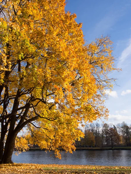 Maples on a sunny autumn day — 图库照片