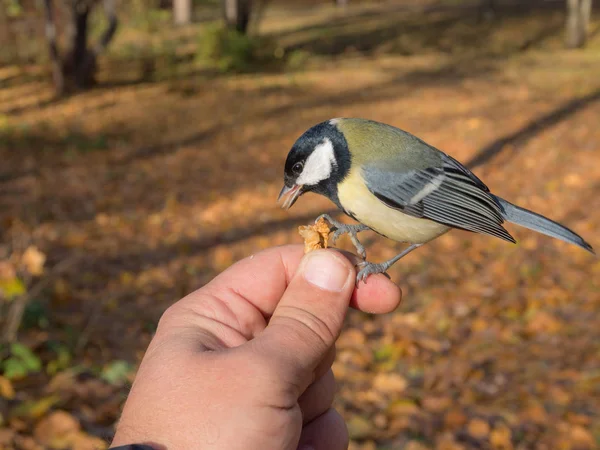 ティーはナッツを食べる — ストック写真