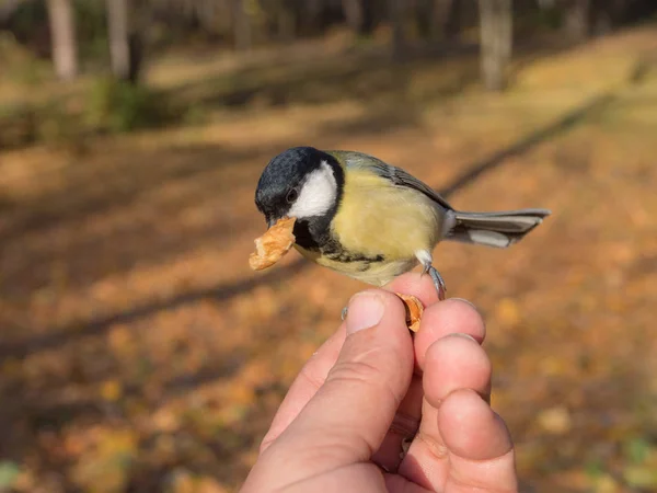 Titmouse on a finger — Stock Photo, Image