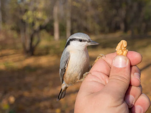 Man feeds a nuthatch — 图库照片