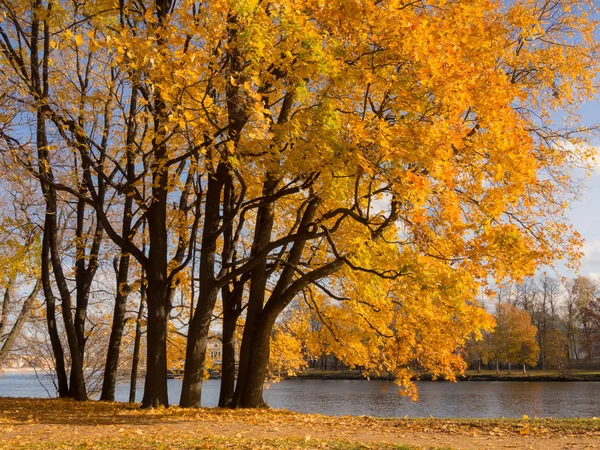 Landscape with maples — Stock Photo, Image