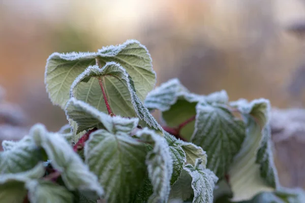 Blad med rimfrost — Stockfoto