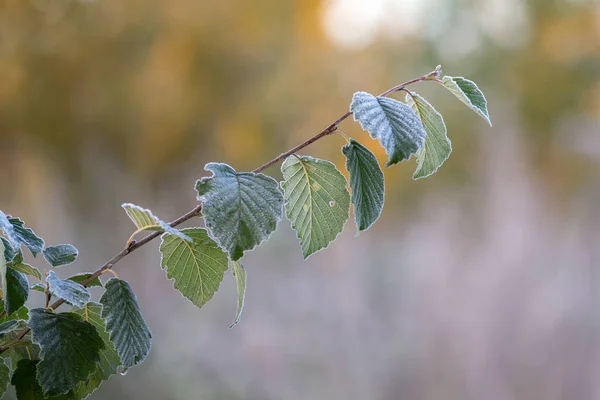 Rama de árbol en primer plano — Foto de Stock