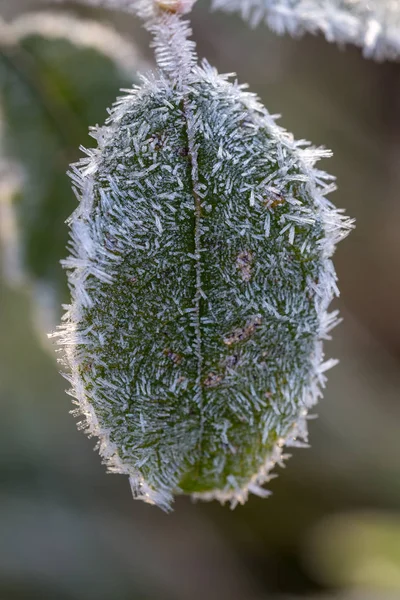 Green leaf with hoarfrost — Stock Photo, Image