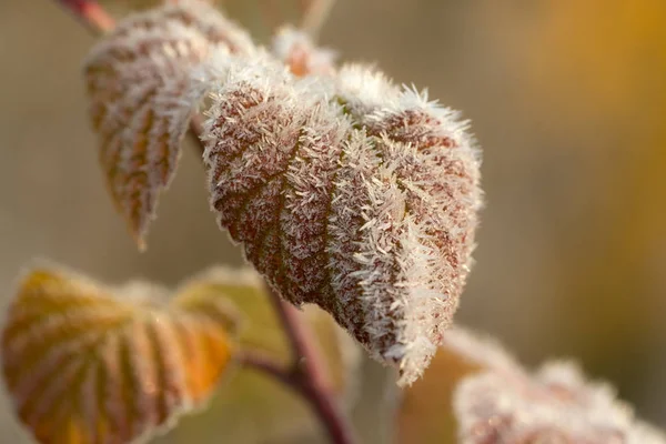 Himbeerblätter im Herbst — Stockfoto