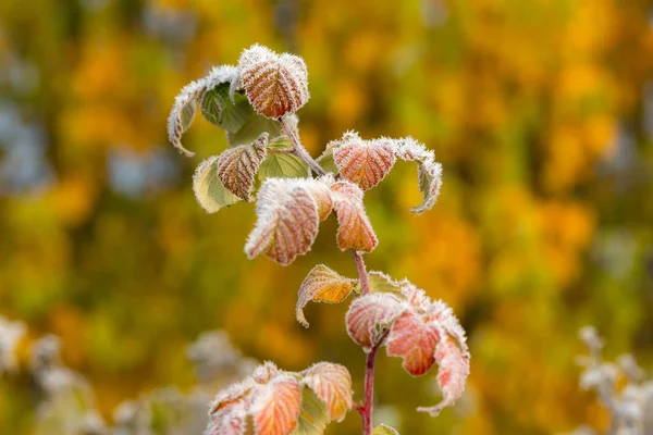 Rama de frambuesa otoño —  Fotos de Stock