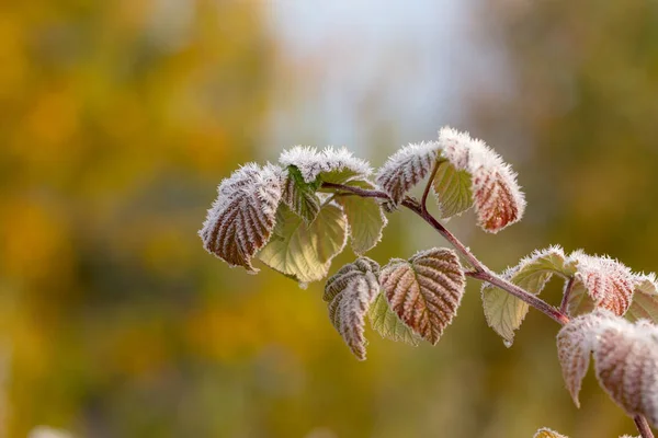 Branch with hoarfrost after freezing — Stock Photo, Image