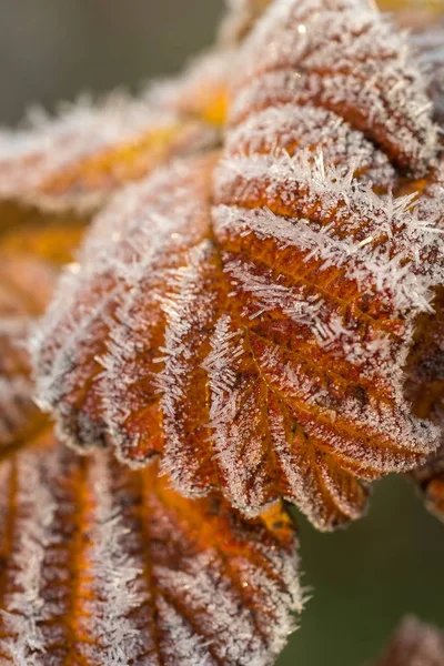 Raspberry leaves with hoarfrost — Stock Photo, Image