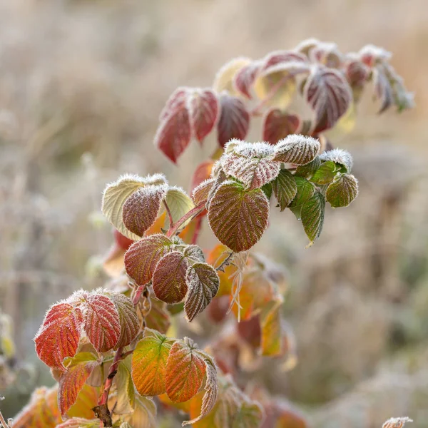 Gren med rimfrost — Stockfoto