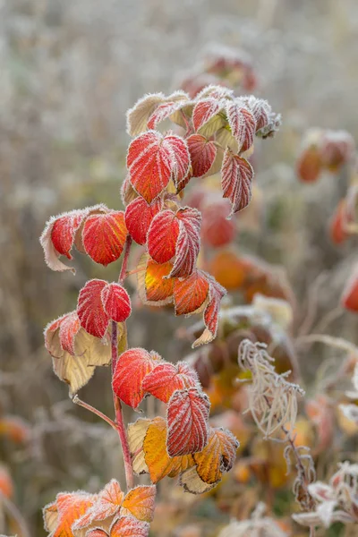 Podzimní malinová větev s chrastítkem — Stock fotografie