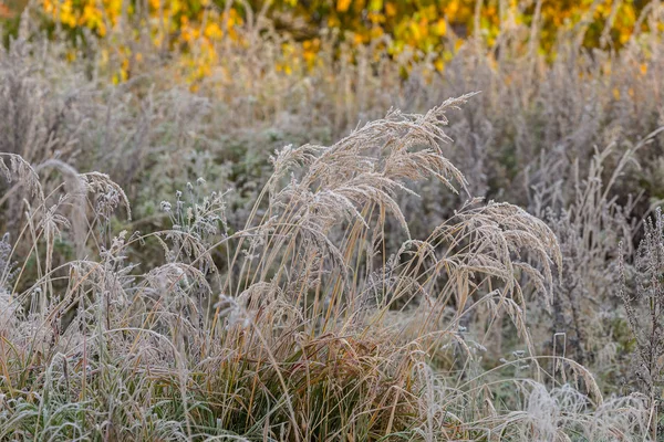 Сухая трава в инее — стоковое фото