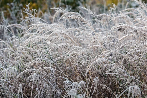 Dondurucu soğuktan sonra çimenler — Stok fotoğraf