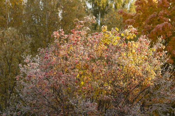 Viburnum im Raureif — Stockfoto