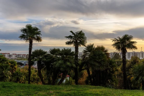 Park with palm trees — Stock Photo, Image