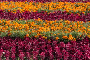 turuncu ve mor çiçekli yatak