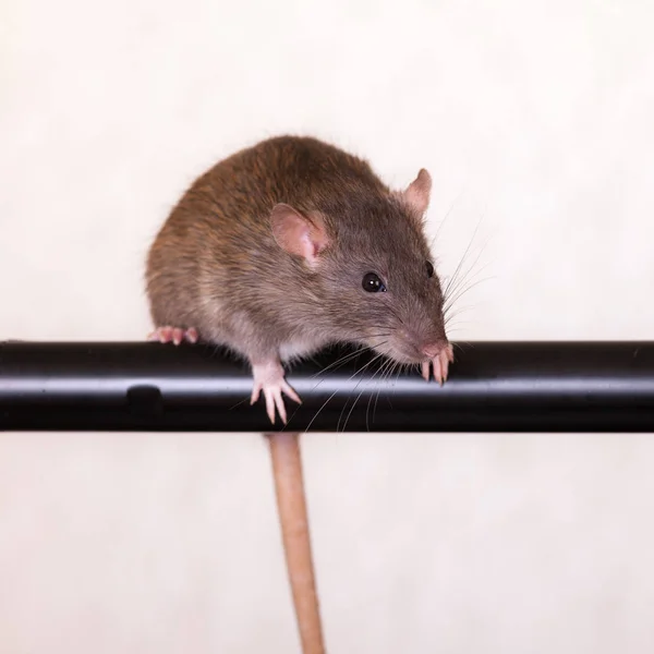 Brown domestic rat — Stock Photo, Image