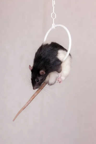 Domestic rat doing acrobatics — Stock Photo, Image