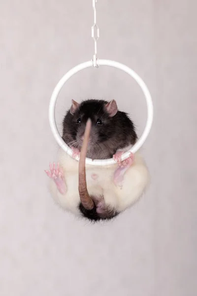 Rato doméstico no anel — Fotografia de Stock