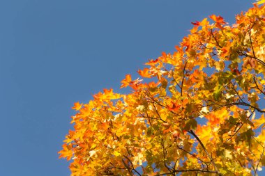 sonbahar akçaağaç dalları