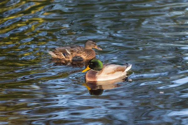 Två ankor i vattnet — Stockfoto